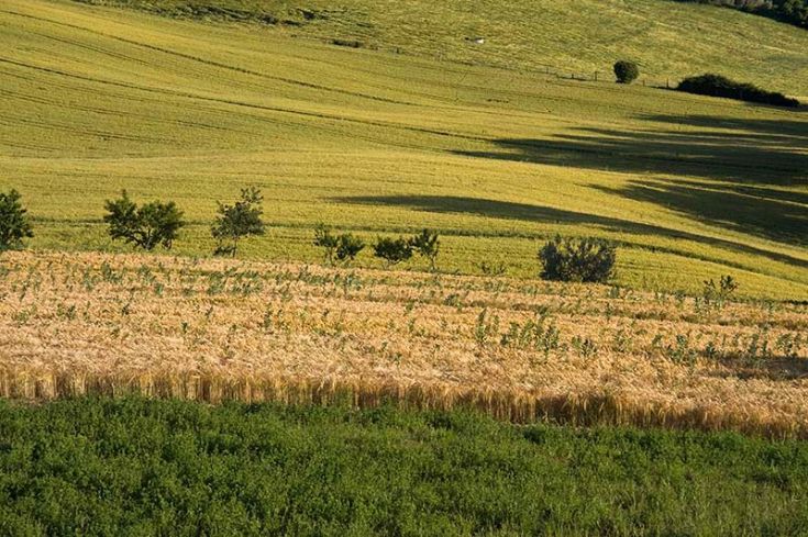 A vast, waving wheat field in shades of green and gold typical of the Umbrian countryside.