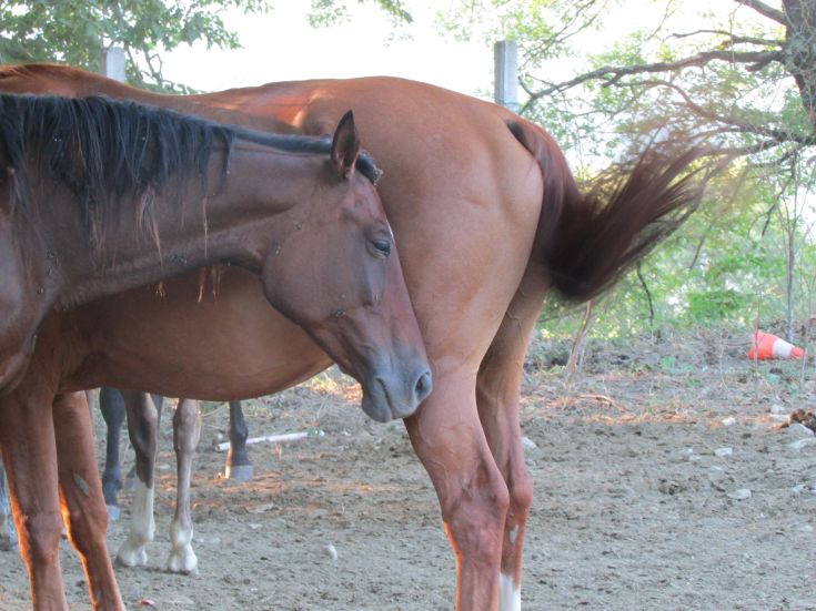 Two horses relax in a green area, exhibiting a calm and tranquil interaction.