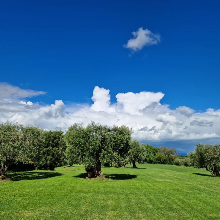 Ein Olivenhain unter einem klaren Himmel mit leichten Wolken im Hintergrund.