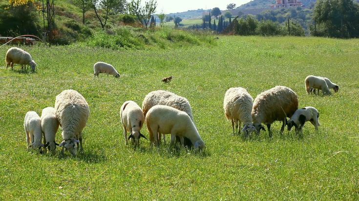 Un gruppo di pecore si trova in un prato verde, all'interno di un'area naturale e tranquilla.