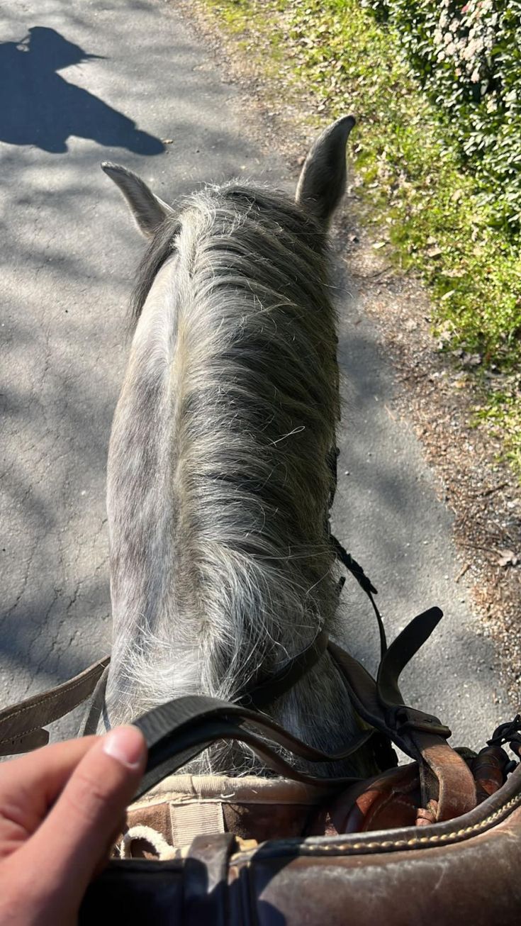 Ein Ausritt in der Natur, umgeben von einer grünen und ruhigen Landschaft.