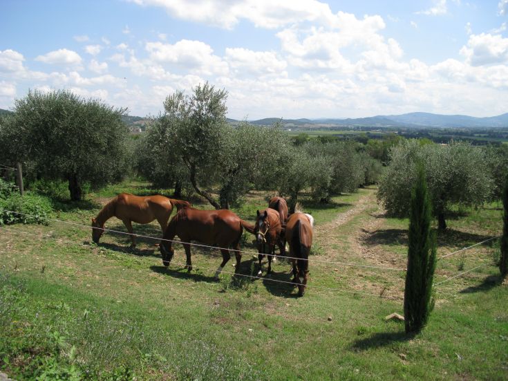 Pferde grasen zwischen Olivenbäumen in einer ruhigen und natürlichen Umgebung. Ein perfekter Ort für einen Tag im Freien.