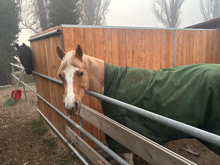 Due cavalli di taglia grande in una stalla, uno con un mantello verde. L'ambiente è tranquillo e ordinato.
