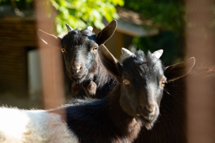 Two goats observe each other in a lush green environment. A moment of calm in nature.