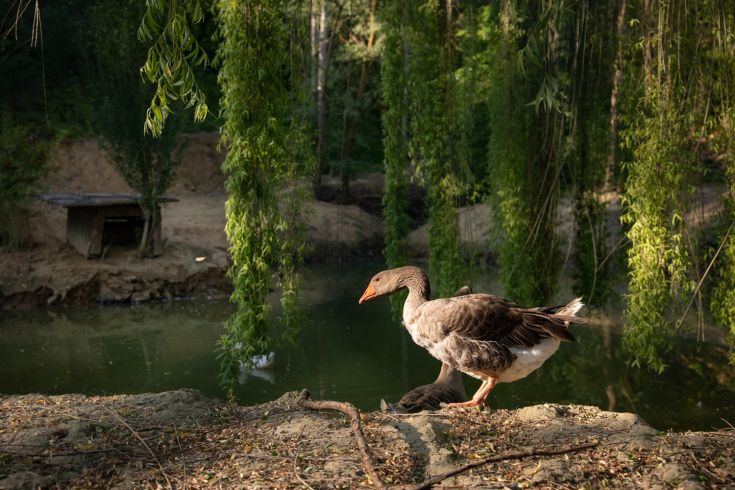 A duck is resting on the shore of a serene lake, surrounded by lush greenery.
