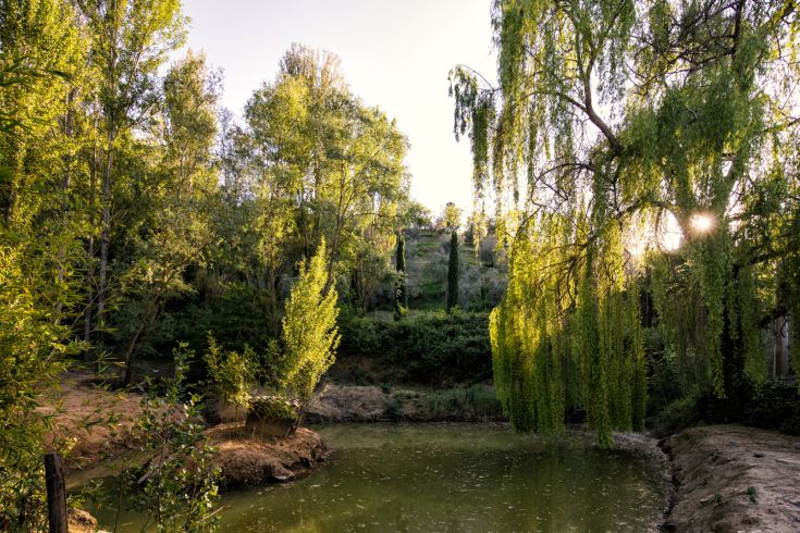 A natural landscape featuring green trees and a peaceful lake surrounded by lush vegetation.