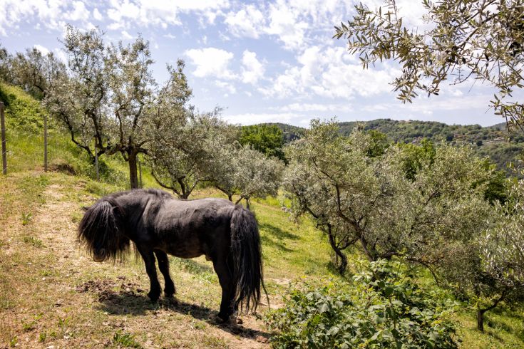 A pony moves among olive trees in a natural and peaceful setting.