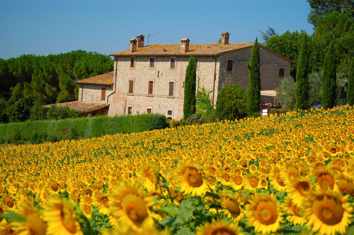A farmhouse in a vast sunflower field, symbolizing the harmony of the Umbrian countryside.
