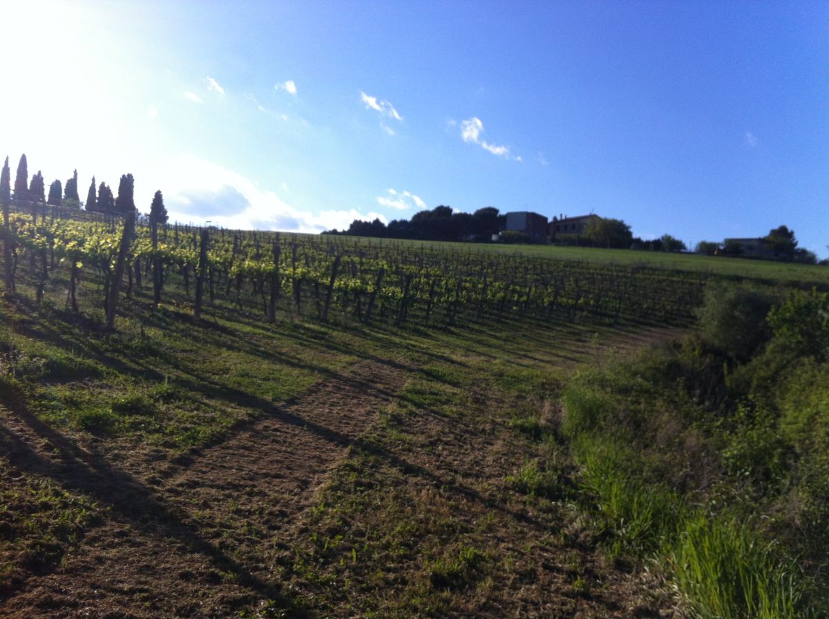 Vineyards under a sunny sky, with a serene atmosphere over the lush green landscape.