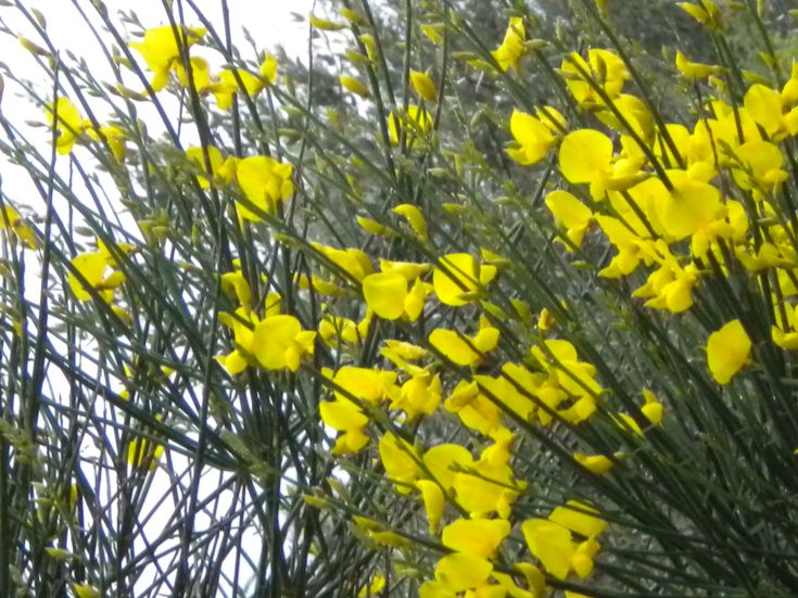 Un campo di fiori gialli con rami verdi sullo sfondo, evocando un ambiente naturale e tranquillo.