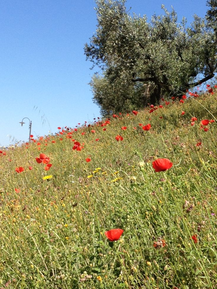 Un paesaggio naturale in Umbria con papaveri rossi e ulivi che si estendono tra le dolci colline. Un ambiente tranquillo per una passeggiata.