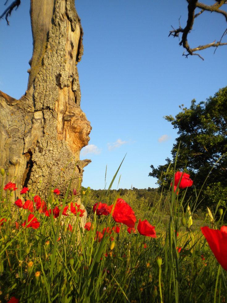 Un albero alto circondato da papaveri rossi cresce in un campo tranquillo sotto un cielo blu.