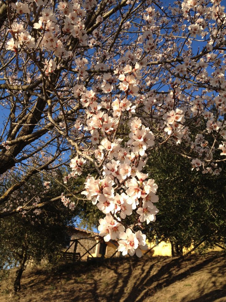 Fiori di mandorlo che sbocciano su rami senza foglie, evidenziando i dettagli dei petali.