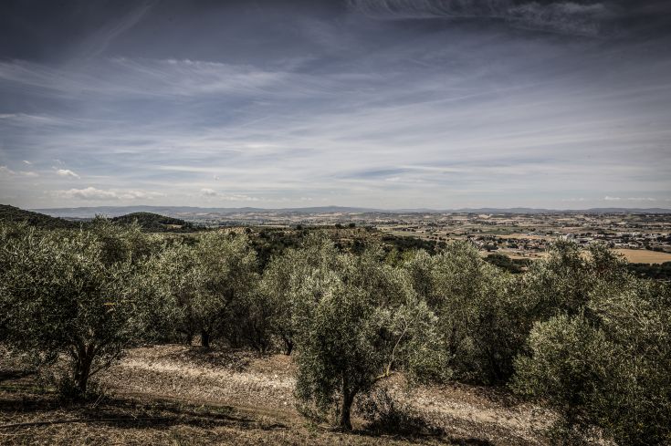 Scena che mostra oliveti e colline tipiche dell'Umbria, con un panorama che abbraccia l'area attorno a Torgiano.