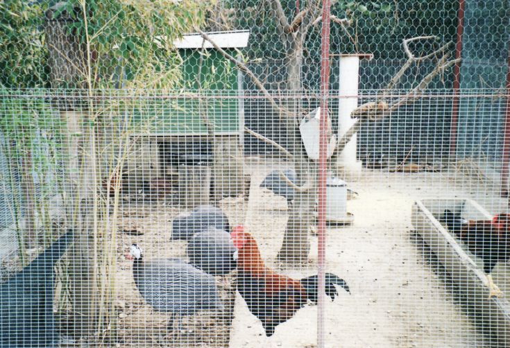 Eine Gruppe von Hühnern und anderen Vögeln in einem eingegrenzten Bereich, umgeben von Bäumen.