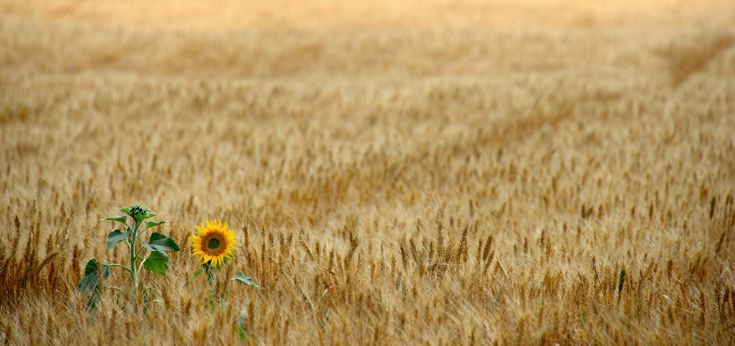 Un girasole si distingue nel campo di spighe dorate di grano, creando un contrasto piacevole tra i colori.