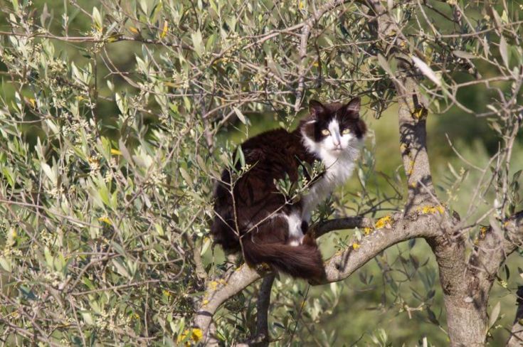 A cat is perched on a branch, surrounded by green leaves in a natural setting.