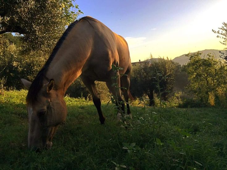 A horse grazes in a green field under the glow of the sunset, surrounded by natural scenery.