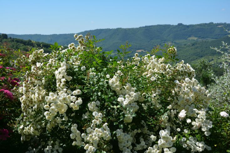 Ein Busch mit weißen Blumen in einer grünen Berglandschaft, die eine friedliche und natürliche Szene bietet.