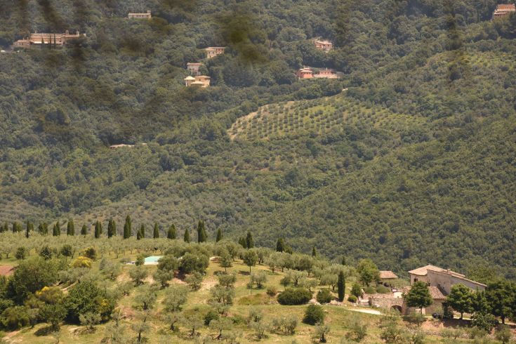 A rural scene featuring olive groves and houses surrounded by lush greenery. A peaceful view of the Umbrian countryside.
