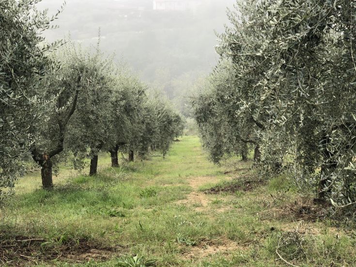 An olive grove shrouded in fog, conveying a sense of tranquility and unity with nature.