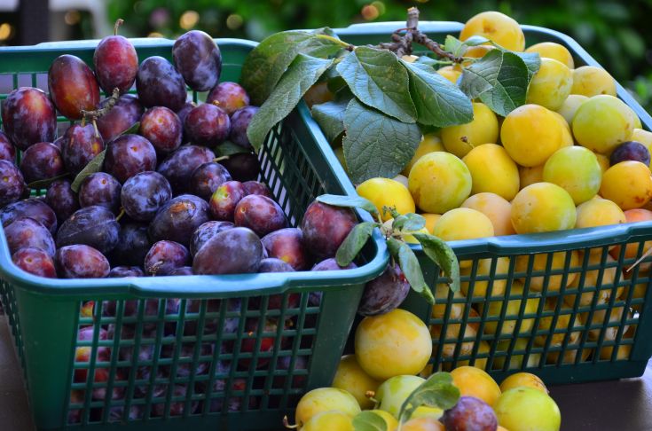 Baskets of fresh fruit featuring black and yellow plums, symbolizing the harvest season.