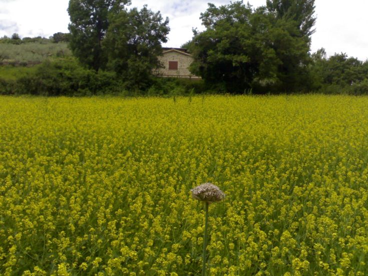 Une vaste zone de fleurs jaunes sous un ciel nuageux, avec un bâtiment au loin.