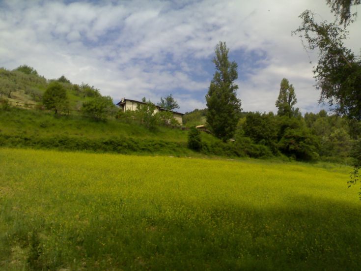 Un paysage vallonné serein avec un champ jaune, en arrière-plan un ciel nuageux.