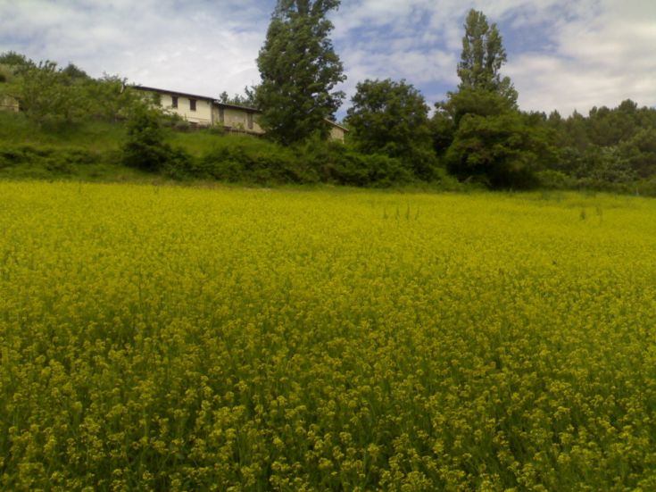 Un vaste champ de fleurs jaunes s'étend sur des collines douces, avec un bâtiment visible en arrière-plan.