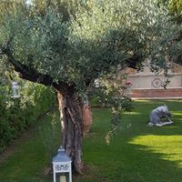 Ein Olivenbaum in einem gut gepflegten Garten, umgeben von einer Laterne und einer Skulptur auf dem Rasen.