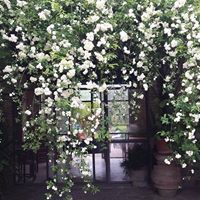 A group of white flowers at the entrance, enhancing a welcoming atmosphere.