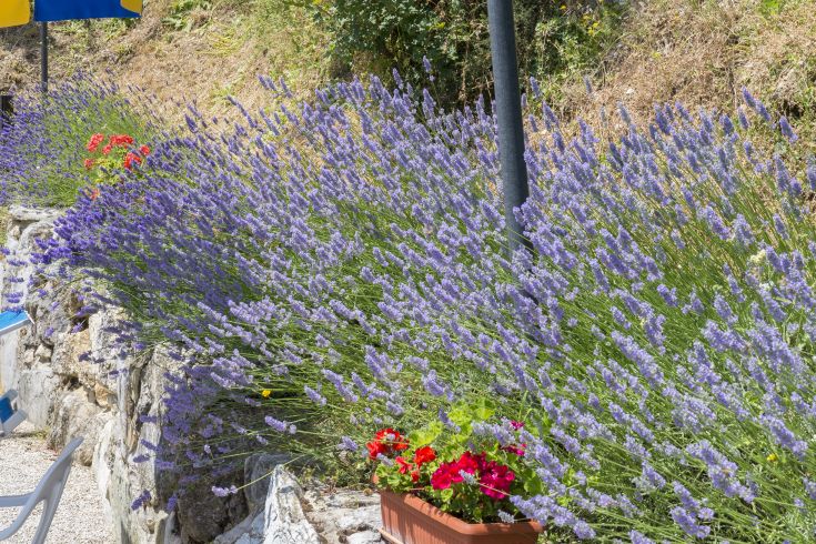 Un campo di lavanda con piante di colore viola si estende in un ambiente tranquillo.