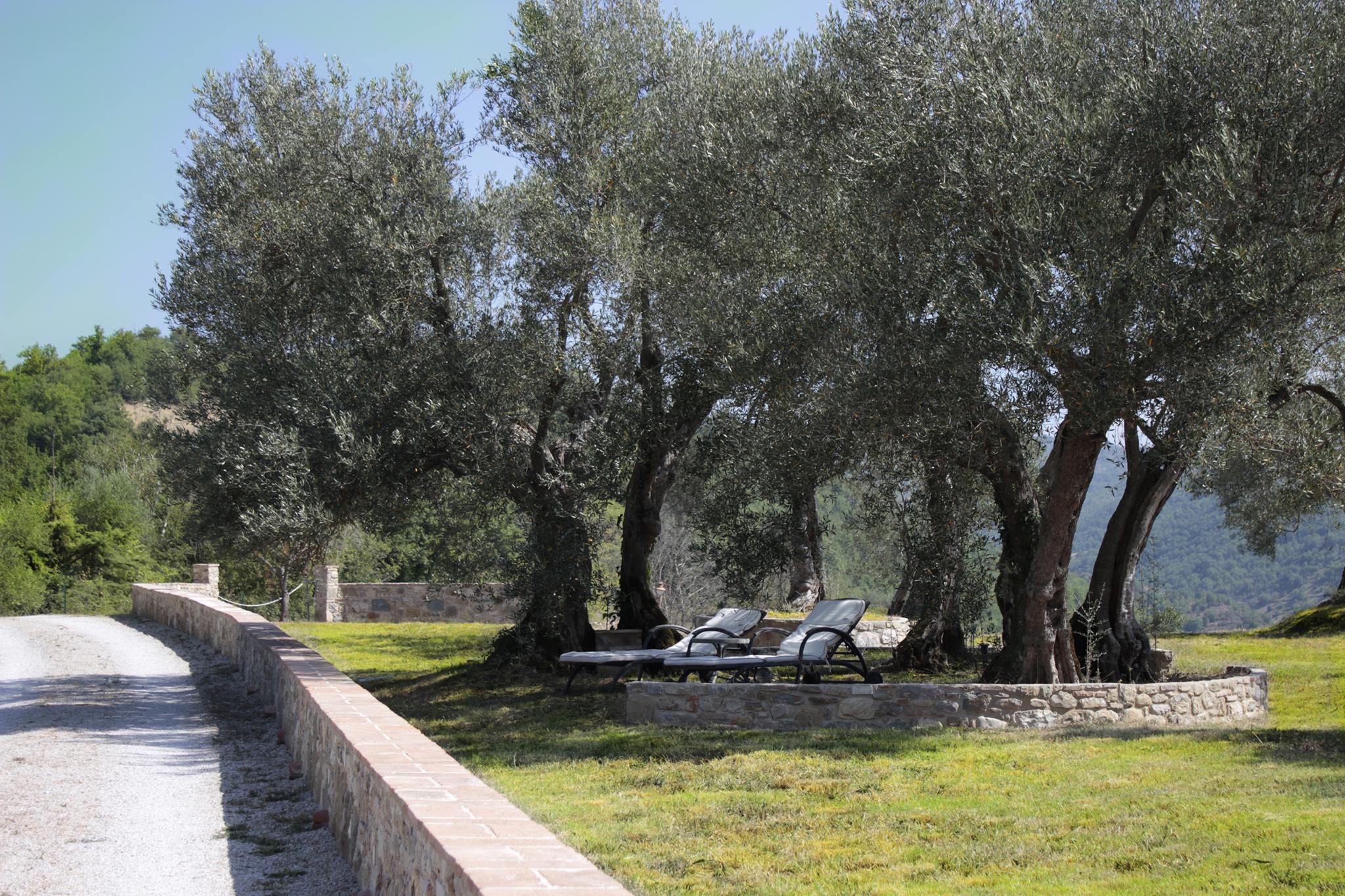 Scena serena con ulivi e lettini disposti in un ambiente naturale.