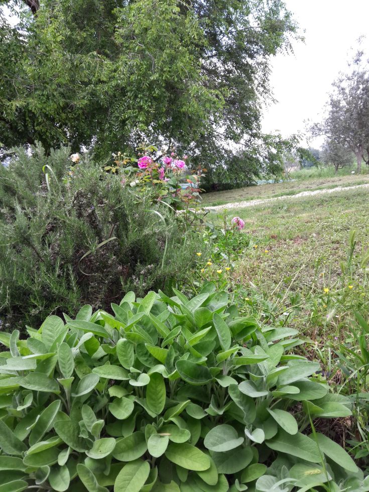 A well-kept garden area with green plants and blooming roses, ideal for relaxing moments.