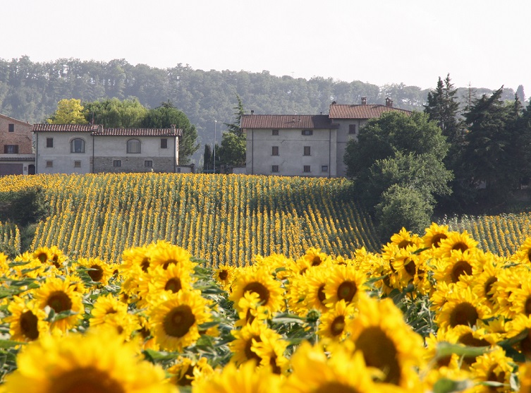 Un campo di girasoli che si estende nella campagna, con colline verdi sullo sfondo e alcune case.