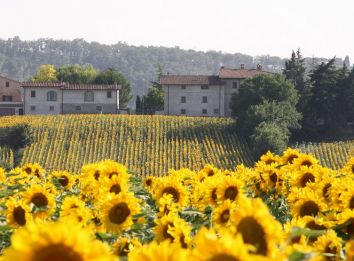 Un campo di girasoli che si estende nella campagna, con colline verdi sullo sfondo e alcune case.