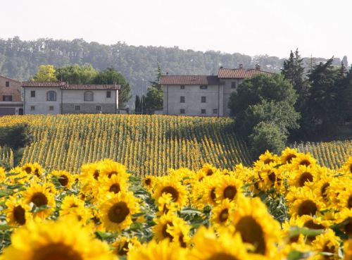 A field of sunflowers stretching across the countryside with green hills in the background and some houses.
