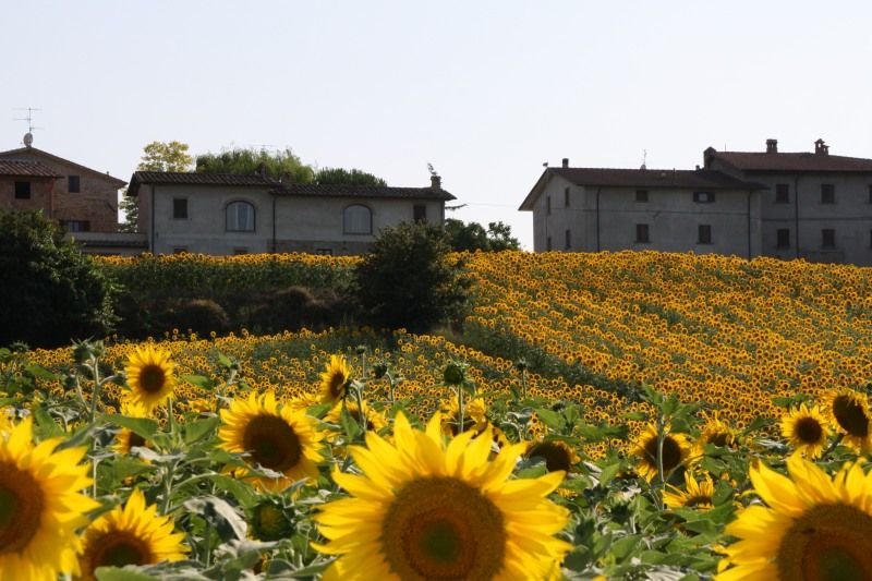 Ein Sonnenblumenfeld, das sich in Richtung rustikaler Häuser erstreckt, vom warmen Sonnenlicht beleuchtet.