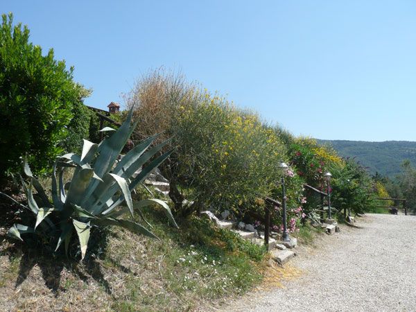 Immagine dell'Agriturismo Annibale circondato dalla vegetazione delle colline del Lago Trasimeno.