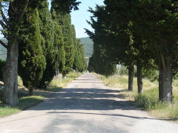 Un viale circondato da alberi che porta verso una collina, ideale per passeggiate tranquille e momenti di relax.