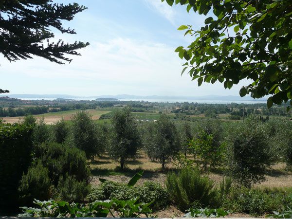 Panorama delle colline che circondano il Lago Trasimeno, con uliveti e vegetazione verde.