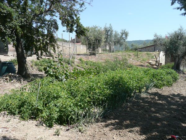 Un orto biologico ben curato, circondato da piante verdi, sotto un cielo limpido.