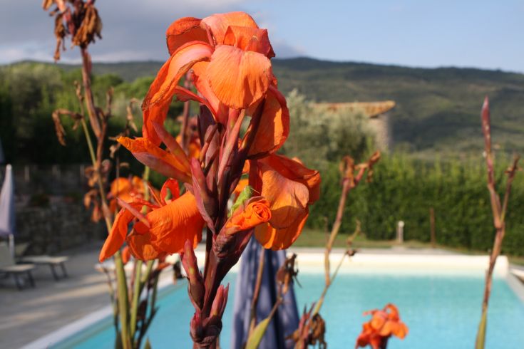 Fiori arancioni in primo piano, con una piscina visibile sullo sfondo, circondati da dolci colline.