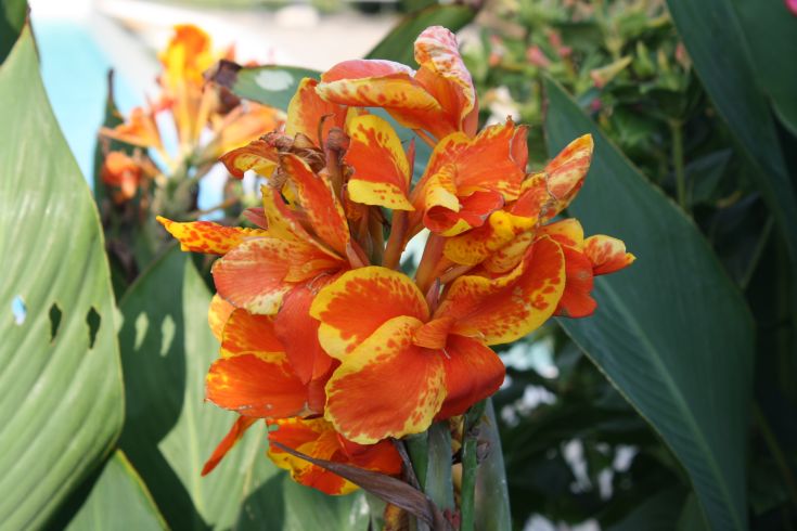 Fioritura di canne con petali arancioni e gialli, circondata da foglie verdi.