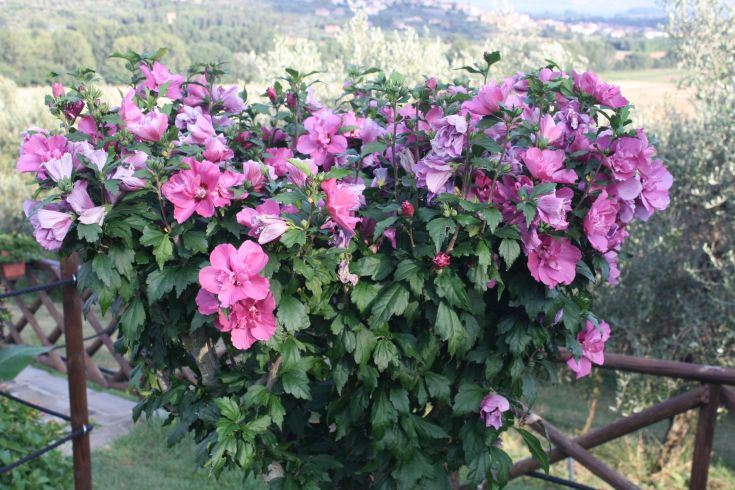 Un cespuglio di fiori rosa in un ambiente naturale tranquillo.