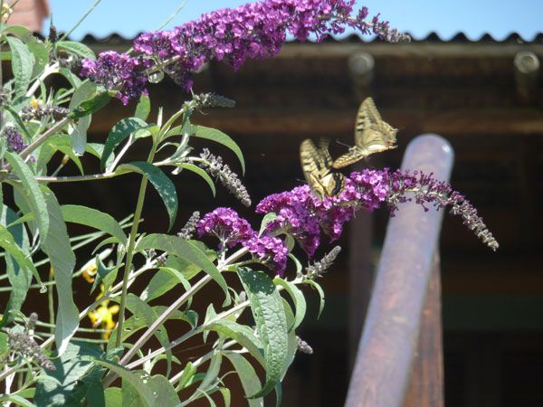 Due farfalle colorate appollaiate su fiori viola in un ambiente naturale tranquillo.
