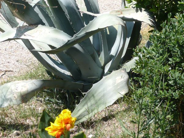 Piante verdi in un giardino soleggiato, creando un ambiente naturale e tranquillo.