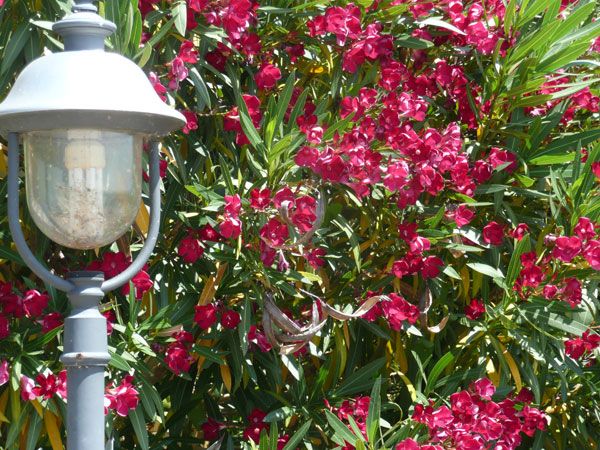 Un lampione si trova accanto a una fioritura di fiori rosa, contribuendo a un'atmosfera tranquilla.