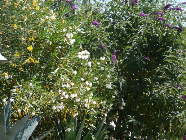 Un giardino ben curato con una varietà di piante verdi e fiori colorati, offrendo un'ambientazione tranquilla.