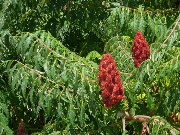 Fiori rossi di anacardio circondati da foglie verdi.